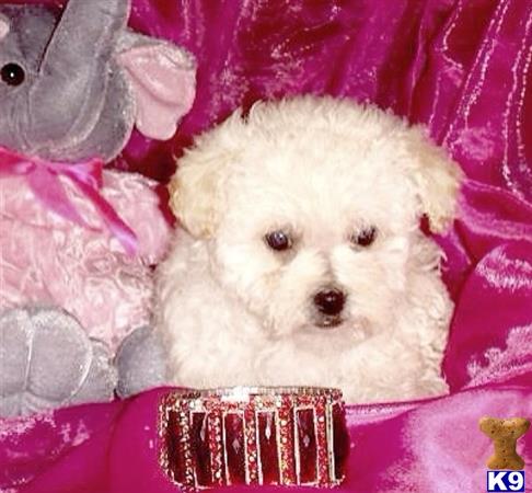 maltipoo puppy posted by NEW PUPPIES